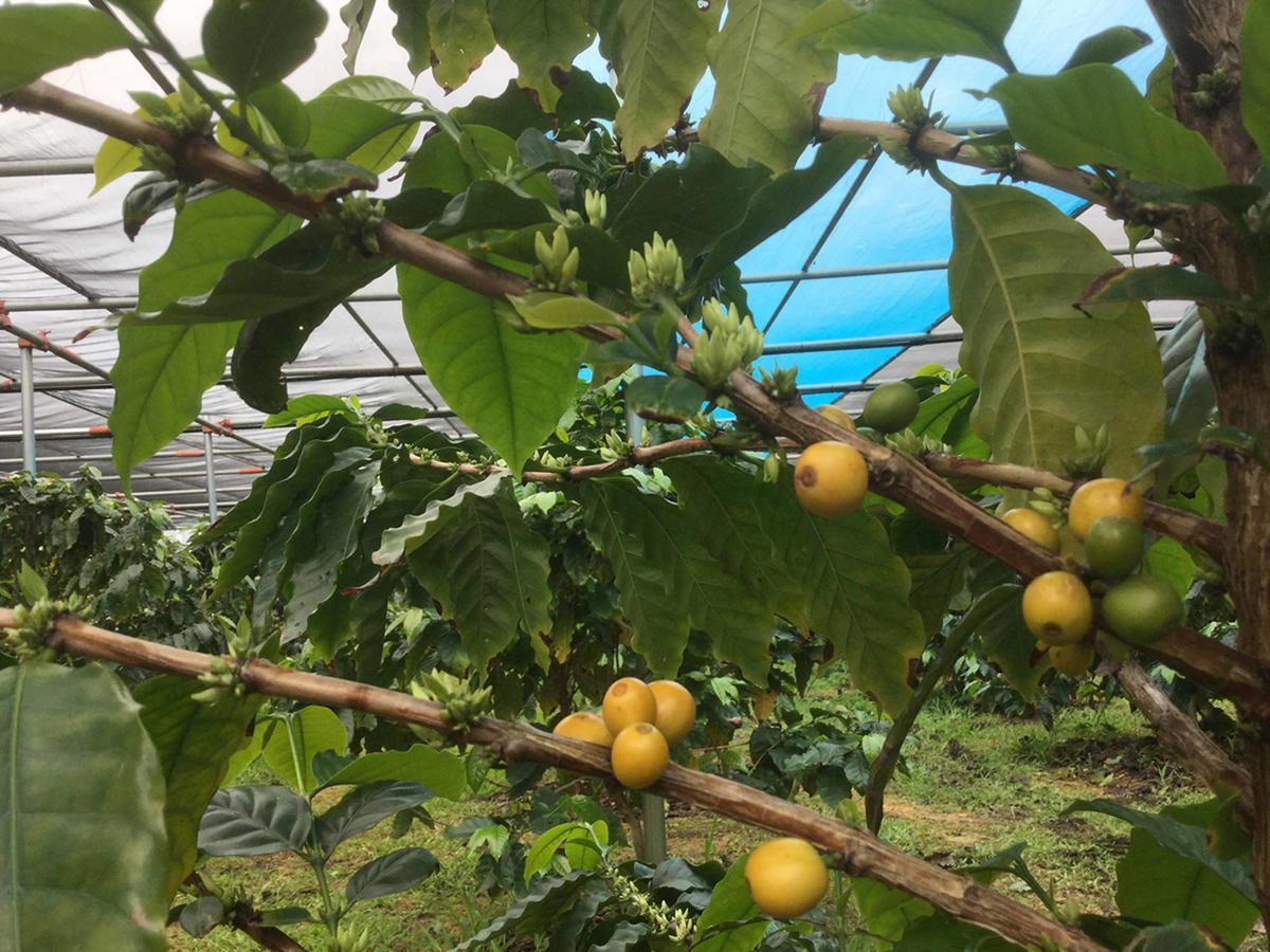 Matayoshi Coffee Farm Villa Higashi Ngoại thất bức ảnh